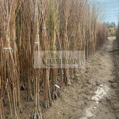 Bursa Siyahı İncir Fidanı Köklü-3 Yaş