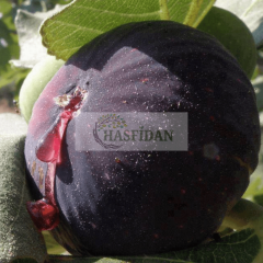 Bursa Siyahı İncir Fidanı Köklü-3 Yaş