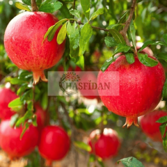 Hicaz Nar Fidanı Köklü- 3 Yaş