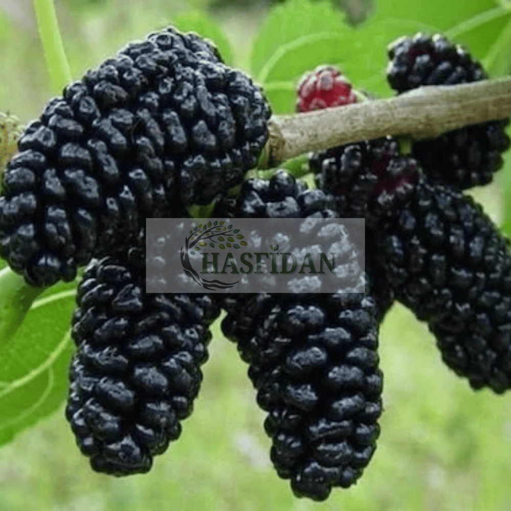 Avusturalya Yediveren Siyah Dut Fidanı Köklü-3 Yaş