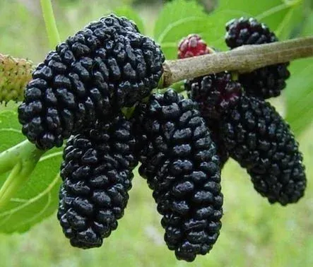 Avusturalya Yediveren Siyah Dut Fidanı Köklü-3 Yaş