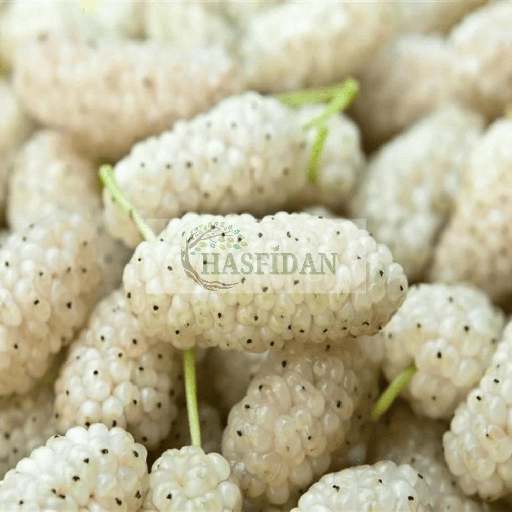 Beyaz Dut Fidanı Köklü-3 Yaş