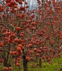 TRABZON HURMASI FİDANI