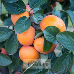 Rojo Brillante Trabzon Hurması Fidanı Köklü-3 Yaş