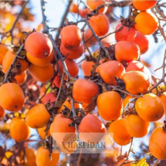 Rojo Brillante Trabzon Hurması Fidanı Köklü-3 Yaş
