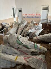 Çok İri Betizac Kestane Fidanı Köklü-3 Yaş