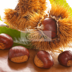 Çok İri Betizac Kestane Fidanı Köklü-3 Yaş