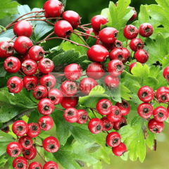 Kırmızı Alıç Fidanı Köklü-3 Yaş