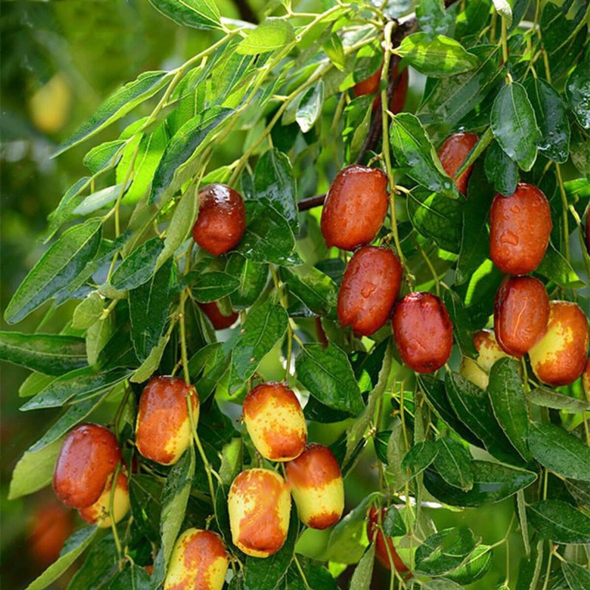 HÜNNAP FİDANI