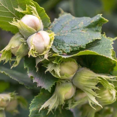 GİRESUN KARASI FINDIK FİDANI