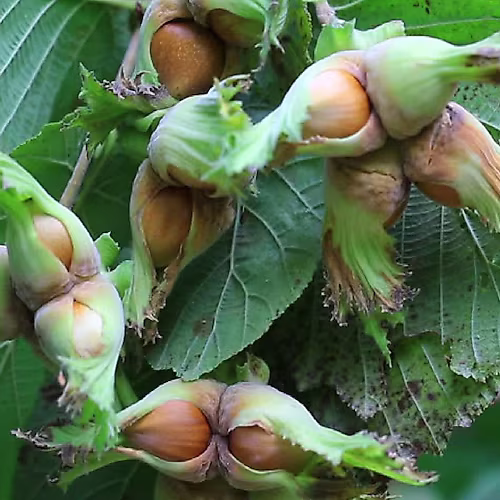 Çakıldak Fındık Fidanı Köklü