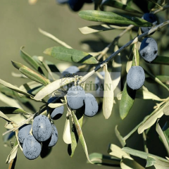 Gemlik Zeytin Fidanı - 1 Yaş/Tüplü