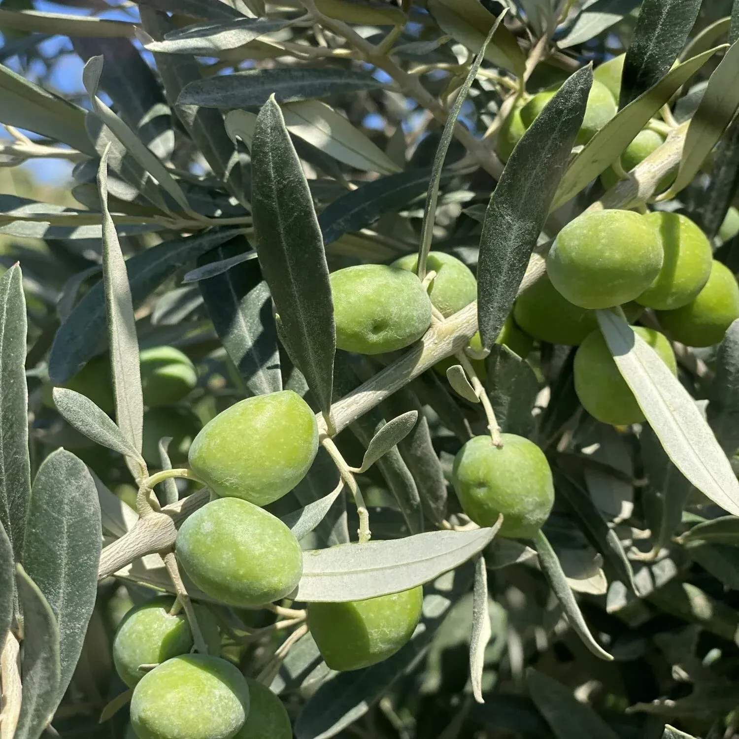 GEMLİK ZEYTİN FİDANI 1 YAŞ