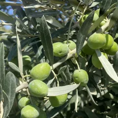 GEMLİK ZEYTİN FİDANI 1 YAŞ