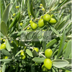 Gemlik Zeytin Fidanı - 1 Yaş/Tüplü