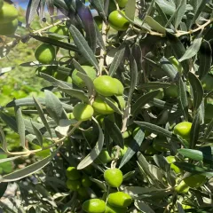 GEMLİK ZEYTİN FİDANI 2 YAŞ