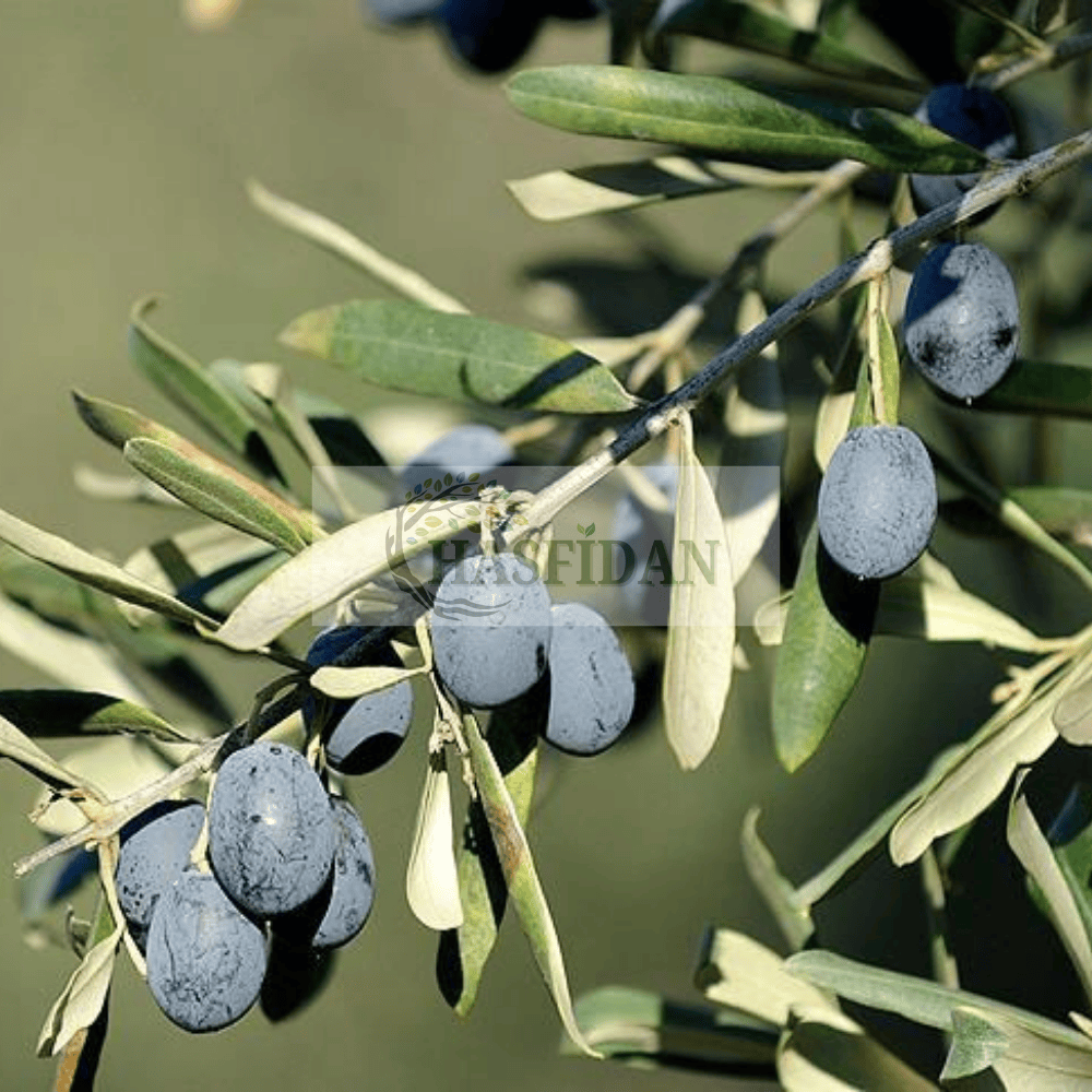 Gemlik Zeytin Fidanı - 3 Yaş/Tüplü