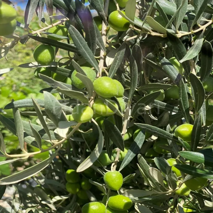 GEMLİK ZEYTİN FİDANI 3 YAŞ