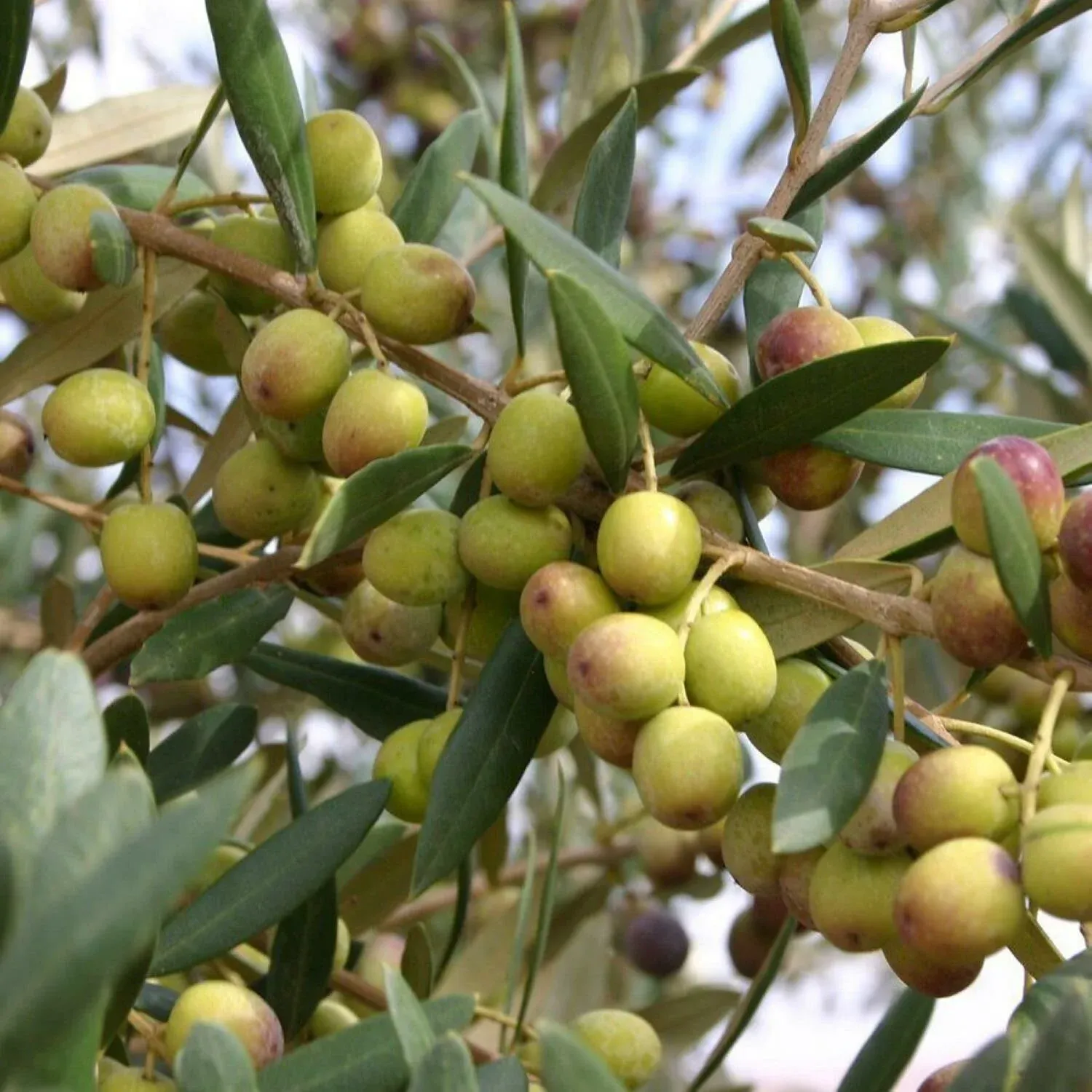 Arbequina ZEYTİN FİDANI 1 YAŞ