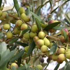 Arbequina ZEYTİN FİDANI 1 YAŞ