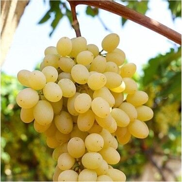 SULTANİYE ÇEKİRDEKSİZ ÜZÜM FİDANI