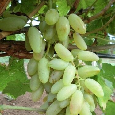 HATUN PARMAĞI ÜZÜM FİDANI