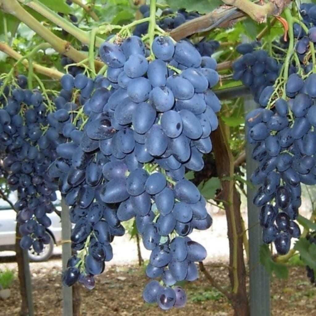 SİYAH ANTEP KARASI ÜZÜM FİDANI