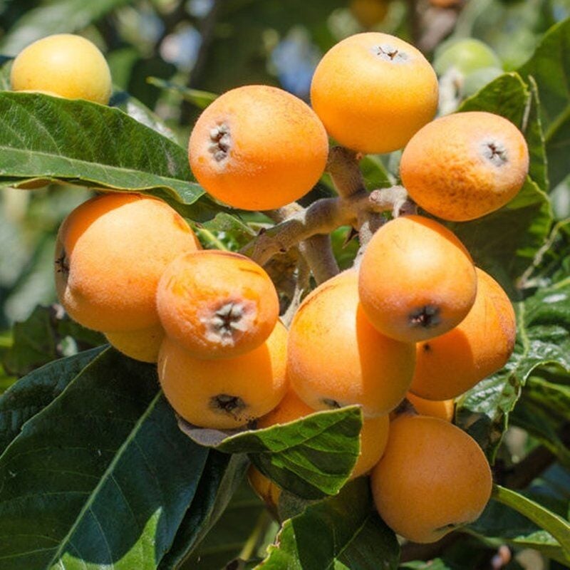 YENİ DÜNYA MALTA ERİĞİ SAKSILI FİDANI