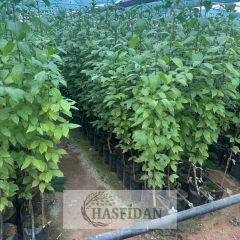 Aşılı Kızılcık Fidanı-İri Meyveli