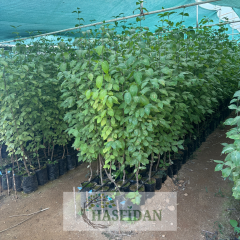 Aşılı Kızılcık Fidanı-İri Meyveli