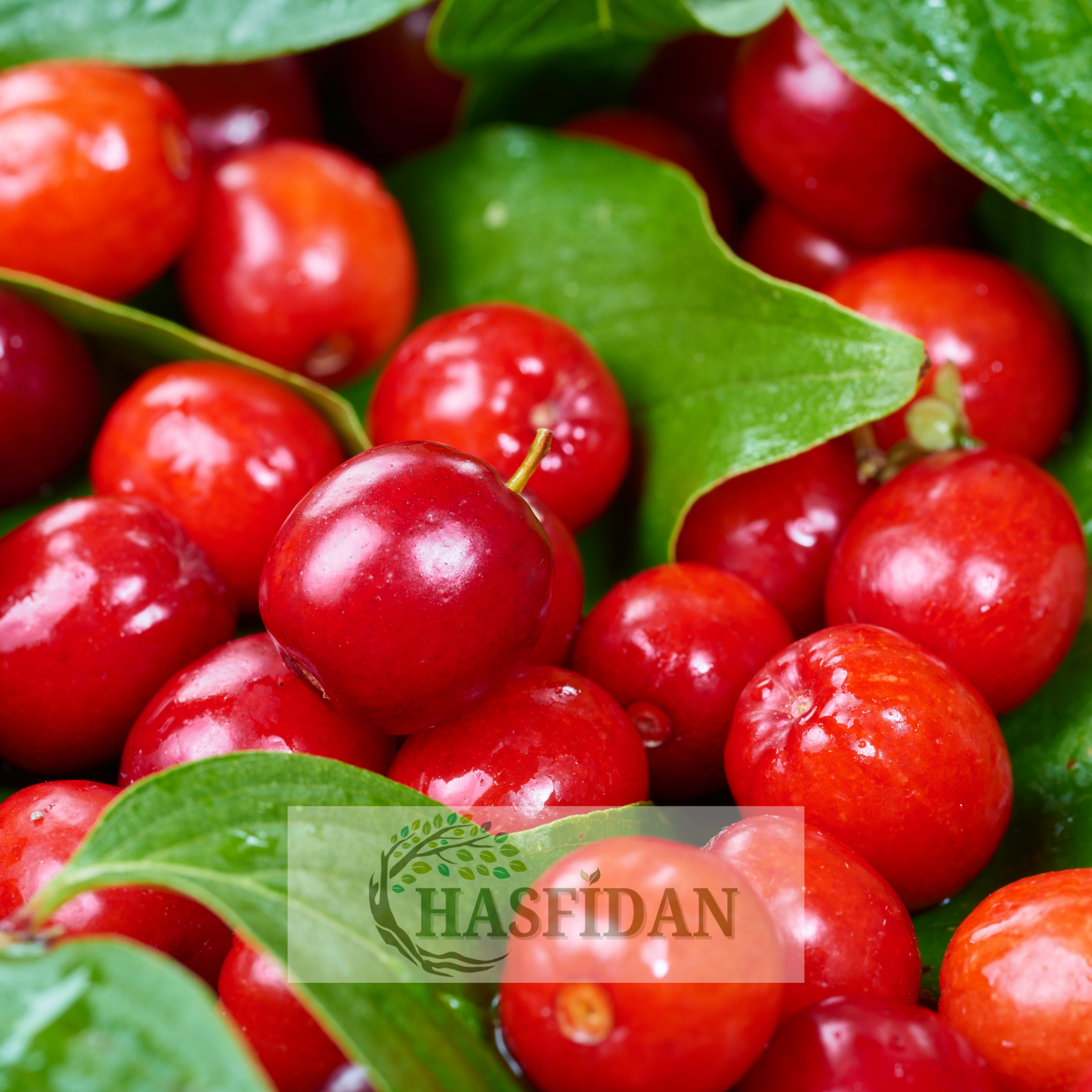 Aşılı Kızılcık Fidanı-İri Meyveli