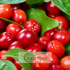 Aşılı Kızılcık Fidanı-İri Meyveli