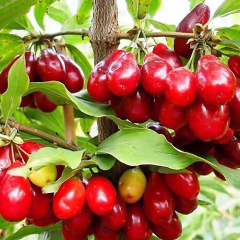 AŞILI KIZILCIK FİDANI