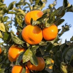 SATSUMA RİZE MANDALİNA FİDANI