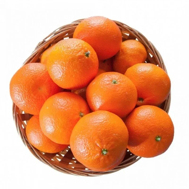 GEÇÇİ MANDALİNA FİDANI