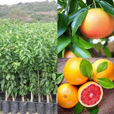 GREYFURT FİDANI