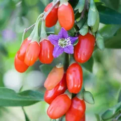 Goji Berry FİDANI SAKSILI