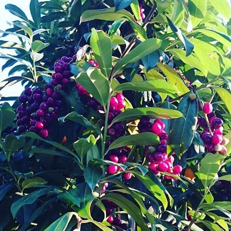 KARAYEMİŞ FİDANI 3 YAŞ SAKSILI