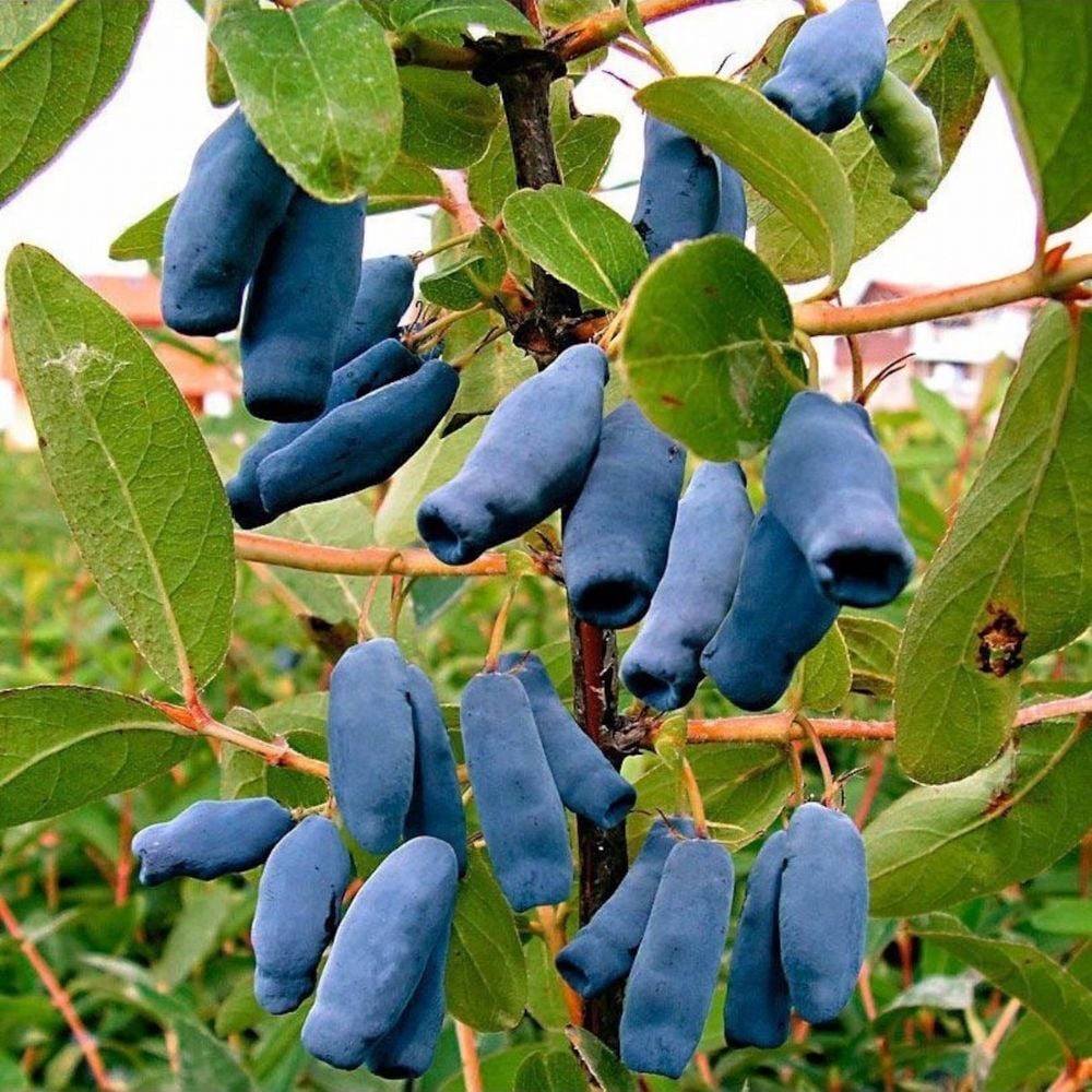 BAL YEMİŞİ FİDANI 3 YAŞ SAKSILI