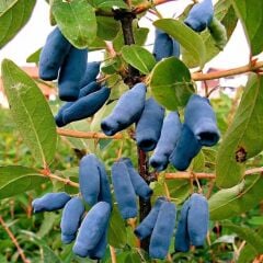 BAL YEMİŞİ FİDANI 3 YAŞ SAKSILI