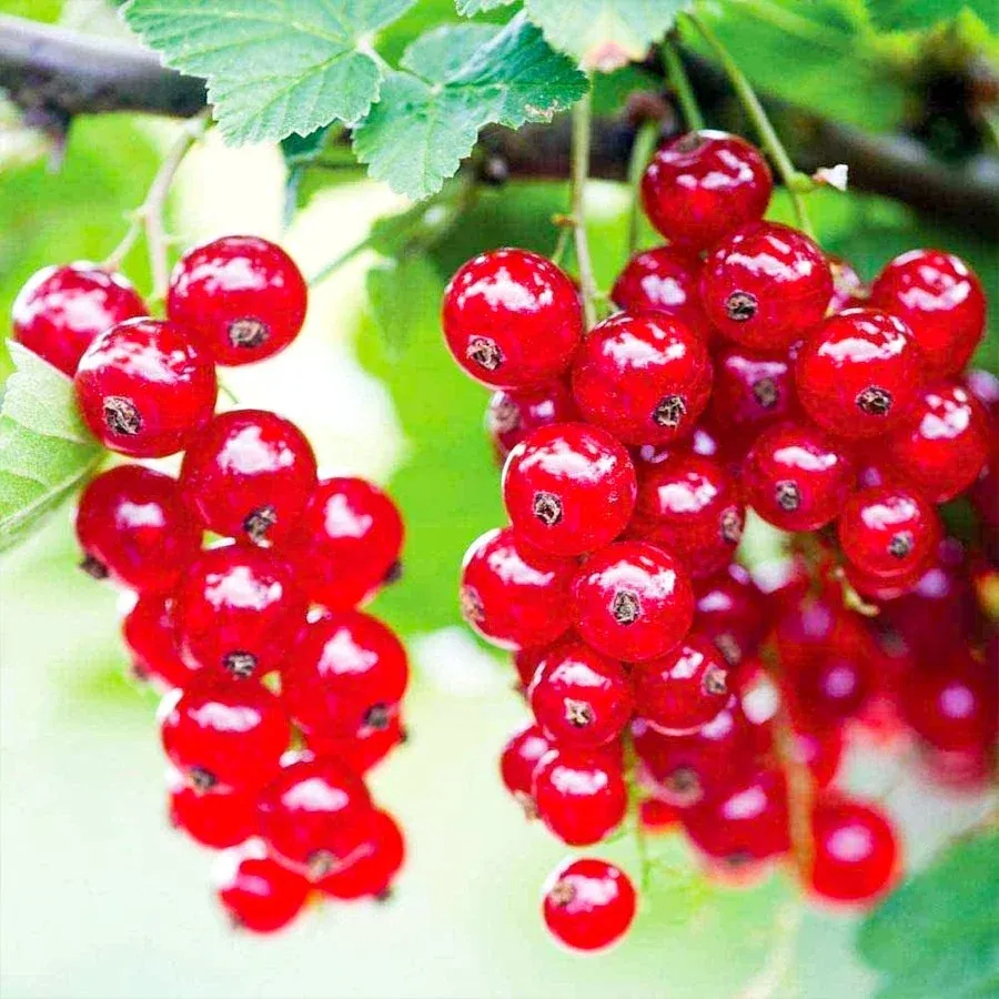 FRENK ÜZÜMÜ FİDANI 3 YAŞ SAKSILI