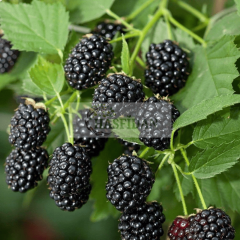 Dikensiz Böğürtlen Fidanı - 3 Yaş - Verime Hazır