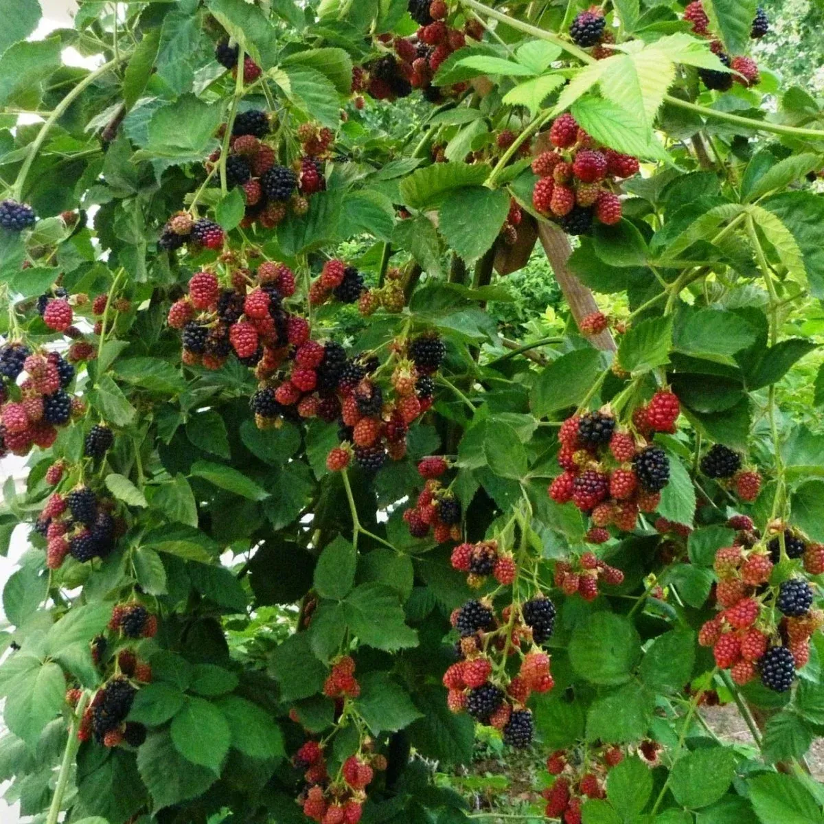 BÖĞÜRTLEN FİDANI 3 YAŞ SAKSILI