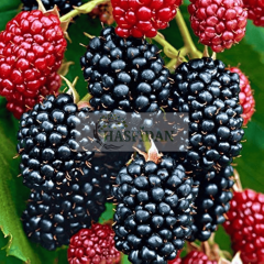 Dikensiz Böğürtlen Fidanı - 3 Yaş - Verime Hazır