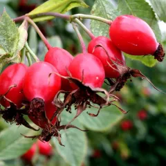 KUŞBURNU FİDANI 3 YAŞ SAKSILI