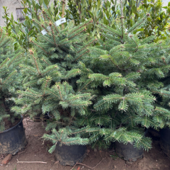 LADİN ÇAM FİDANI (YILBAŞI AĞACI) 5 YAŞ SAKSILI