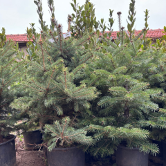 LADİN ÇAM FİDANI (YILBAŞI AĞACI) 5 YAŞ SAKSILI