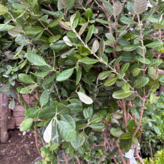 KAYMAK AĞACI FİDANI 4 YAŞ TORBALI