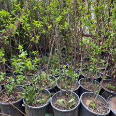 Leylak Fidanı - Mor Çiçekli - 4 Yaş/Saksılı