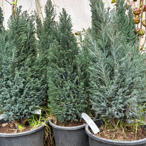 ELVUDİ ÇAM 4 YAŞ SAKSILI FİDAN